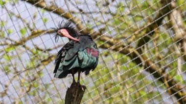 Kuzey Kel aynak, inzivaya çekilmiş aynak veya waldrapp lat.Geronticus eremita, kısır, yarı çöl veya kayalık yaşam alanlarında genellikle akan sulara yakın yerlerde bulunan bir göçmen kuşdur..