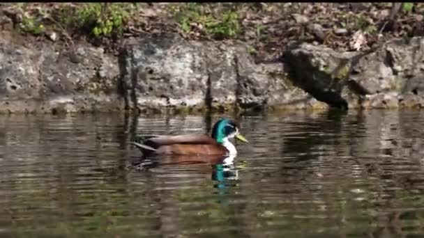 Mallard Wild Duck Anas Platyrhynchos Dabbling Duck Which Breeds Throughout — Stock Video