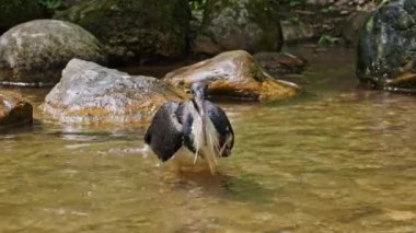 Saman boyunlu Ibis (Threskiornis spinicollis), Threskiornithidae familyasından bir kuş türü. Burada bir Alman parkında