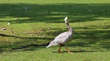 Çubuk kafalı kaz Münih 'te bir gölün üzerinde uçuyor. Anser indicus, Orta Asya 'da, Güney Asya' daki dağ gölleri ve kışların yakınında, Hindistan yarımadasının güneyine kadar uzanan binlerce kolonide ürer..