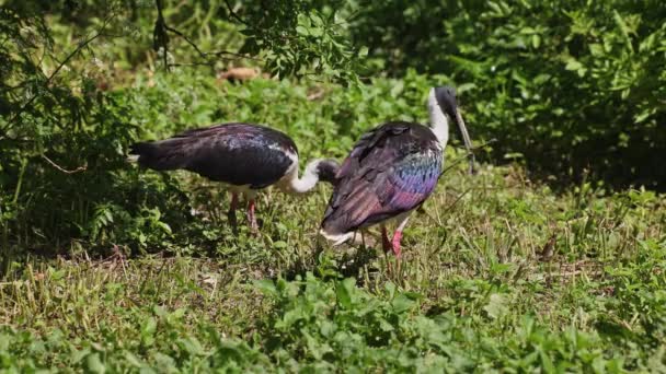 Threskiornis Spicollis Een Vogel Uit Familie Threskiornithidae Lepelaars Hier Een — Stockvideo