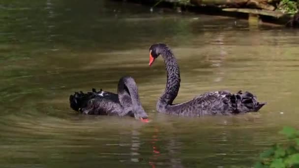 Cisne Negro Cygnus Atratus Uma Grande Ave Aquática Uma Espécie — Vídeo de Stock