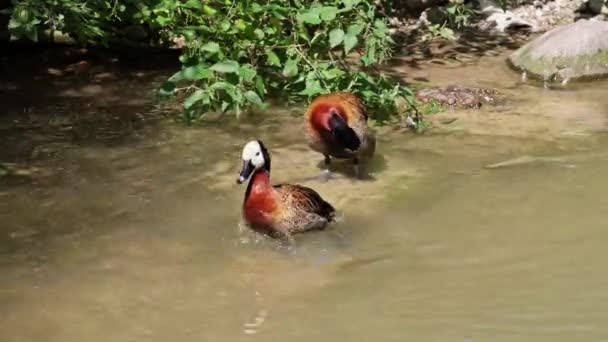 Pato Assobiando Cara Branca Dendrocygna Viduata Pássaro Barulhento Com Apito — Vídeo de Stock