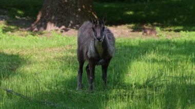 Apennine Chamois, Rupicapra pyrenaica ornata, İtalya 'daki Abruzzo-Lazio-Molise Ulusal Parkı ve İspanya' daki Pireneler 'de yaşamaktadır.