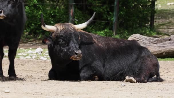 Heck Rinder Bos Primigenius Taurus Behaupteten Den Ausgestorbenen Auerochsen Ähneln — Stockvideo