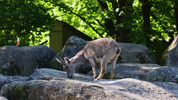 Młode Dziecko Góra Ibex Skale Capra Ibex Niemieckim Parku — Wideo stockowe