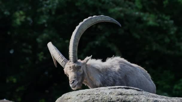 Montanha Macho Ibex Capra Ibex Sentado Uma Rocha Parque Alemão — Vídeo de Stock