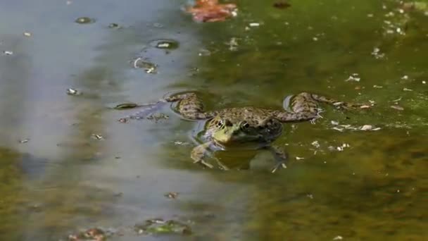 Žabák Obecný Rana Temporaria Jeden Plaz Chrchlající Vodě Také Známý — Stock video