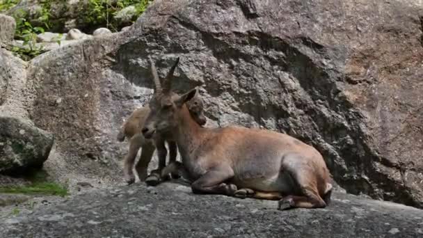 Genç Dağ Keçisi Annesiyle Birlikte Bir Kayanın Üzerinde Bir Alman — Stok video