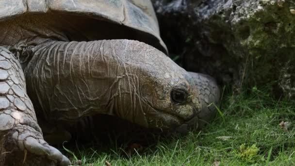 Tartaruga Gigante Dell Aldabra Aldabrachelys Gigantea Sull Isola Curieuse Sede — Video Stock