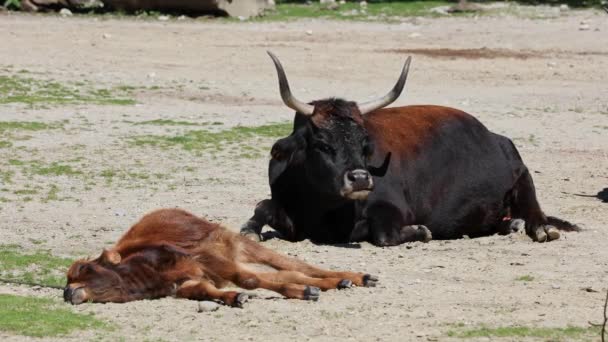 Heck-Rinder, Bos primigenius taurus, behaupteten, den ausgestorbenen Auerochsen zu ähneln. Heimische Hochlandrinder in einem deutschen Park gesehen