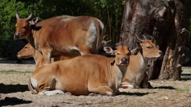 Banteng ailesi, Bos javanicus veya Red Bull. Vahşi bir sığır türüdür ama sığır ve bizondan farklı kilit özellikler vardır: hem erkek hem de dişilerde beyaz bir şerit..