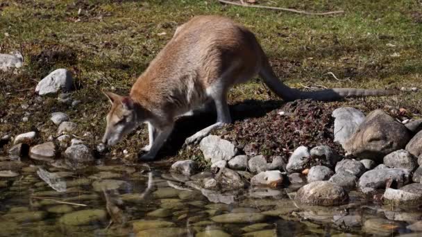 Wallabi Lincah Macropus Agilis Juga Dikenal Sebagai Wallabi Berpasir Adalah — Stok Video