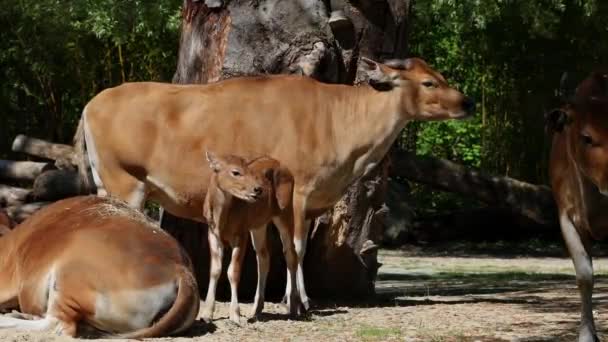 Banteng Bos Javanicus Vagy Red Bull Családja Egy Vadon Élő — Stock videók