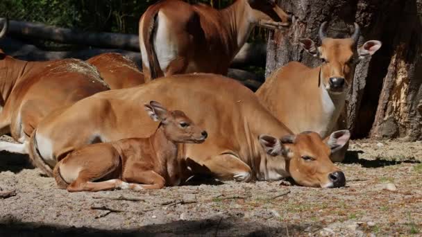 Familie Van Banteng Bos Javanicus Red Bull Het Een Soort — Stockvideo