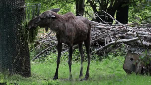 Łoś Lub Łoś Alces Alces Jest Największym Zachowanym Gatunkiem Rodzinie — Wideo stockowe