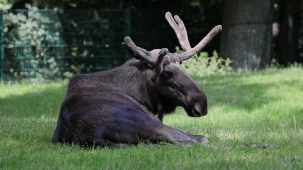 Лось Лось Alces Alces Является Крупнейшим Сохранившимся Видом Семействе Оленей — стоковое видео