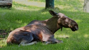 Geyik ya da geyik, Alces Alces geyik familyasındaki en büyük türdür. Geyikler, erkeklerin geniş, düz ya da palmat boynuzlarıyla ayırt edilir..