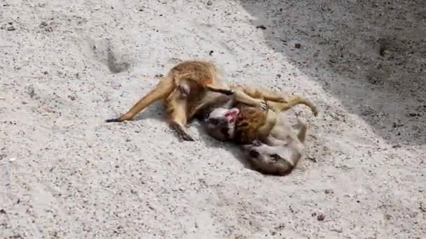 Meerkat Suricata Suricatta Hopping Fighting Each Other — Stock Video
