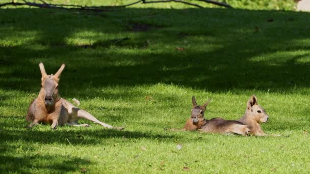 Patagonian Mara Dolichotis Patagonum Ces Grands Parents Cobayes Sont Communs — Video