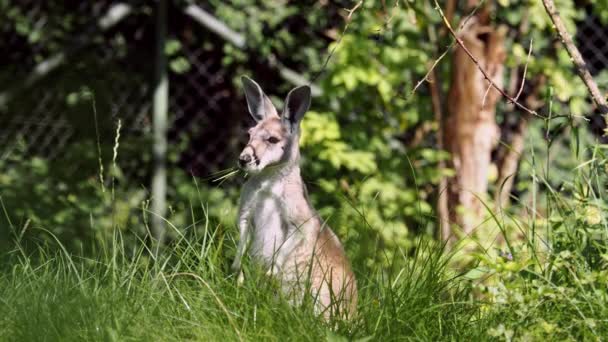 Wallaby Agil Macropus Agilis Asemenea Cunoscut Sub Numele Wallaby Nisipos — Videoclip de stoc