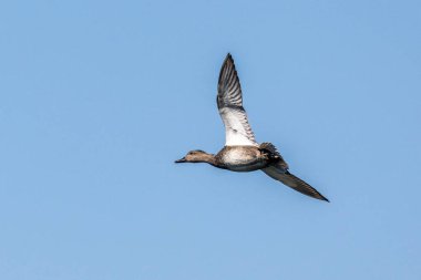 Yaban ördeği, Anas Platyrhynchos bir amatör ördektir. Burada Münih, Almanya 'da bir gölün üzerinde uçuyor..