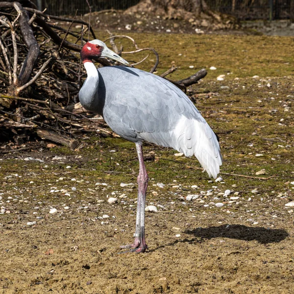 Γερανός Sarus Grus Antigone Είναι Ένας Μεγάλος Μεταναστευτικός Γερανός Που — Φωτογραφία Αρχείου