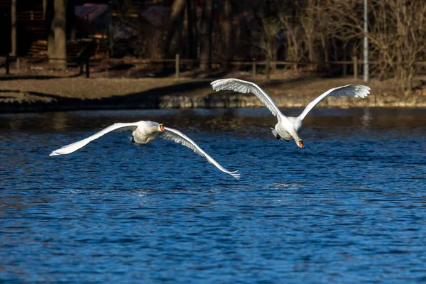 Dilsiz Kuğu Dilsiz Kuğu Anatidae Familyasından Bir Kuğu Türüdür Burada — Stok fotoğraf