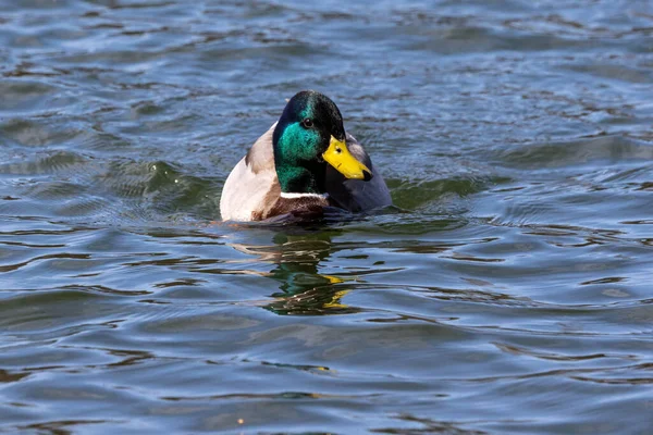 Ánade Real Anas Platyrhynchos Pato Juguetón Aquí Nadando Lago Munich — Foto de Stock