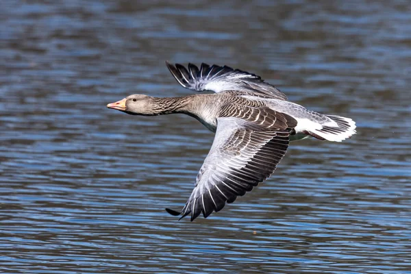 Greylag Goose Anser Anser Anatidae Vízimadarak Családjába Tartozó Nagy Libafajok — Stock Fotó