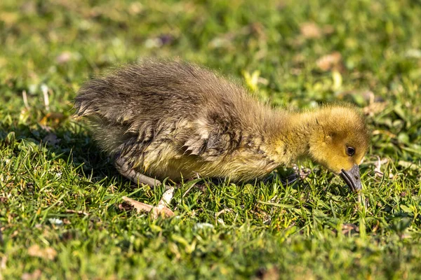 Zbliżenie Pięknej Żółtej Puszystej Gęsi Puszystej Dziecko Gosling Wiosną Anser — Zdjęcie stockowe