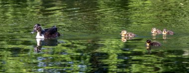 Yaban ördeği ya da yaban ördeği, Anas Platyrhynchos ailesi Münih, Almanya 'da bir gölde yavru geyikler..