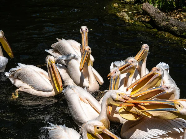 Der Weiße Pelikan Pelecanus Onocrotalus Auch Als Rosenpelikan Bekannt Ist — Stockfoto