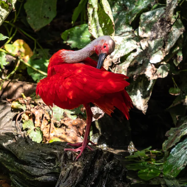 Scarlet Ibis Eudocimus Ruber Jest Gatunkiem Ibis Należącym Rodziny Threskiornithidae — Zdjęcie stockowe