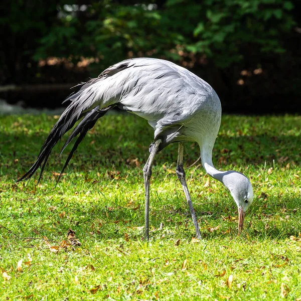 Modrý Jeřáb Grus Paradisea Ohrožený Ptačí Druh Endemický Pro Jižní — Stock fotografie