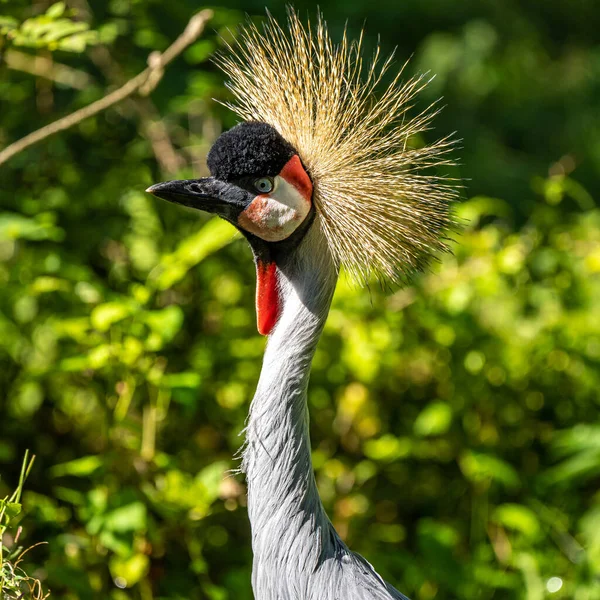 Den Sorte Kran Balearica Pavonina Fugl Kranfamilien Gruidae - Stock-foto