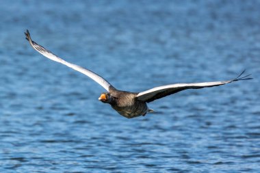 Anser anser, Anatidae familyasından Anatidae familyasından bir kaz türü. Burada havada uçuyor..