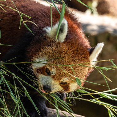 Kırmızı panda, Ailurus fulgens, daha küçük panda ve kırmızı kedi ayı olarak da bilinir..