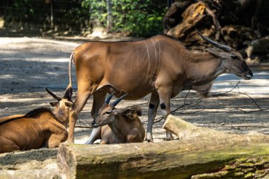 Taurotragus antilobu olarak da bilinen antilop, Doğu ve Güney Afrika 'da bulunan bir bozkır ve antiloptur..