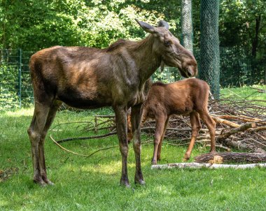 Avrupa geyiği, Alces alces, geyik olarak da bilinir. Vahşi yaşam hayvanı.
