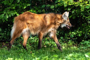 Maned Wolf, Chrysocyon brachyurus Güney Amerika 'nın en büyük kanididir. Bu memeli açık ve yarı açık yaşam alanlarında yaşıyor, özellikle dağınık çalıları ve ağaçları olan otlaklarda..
