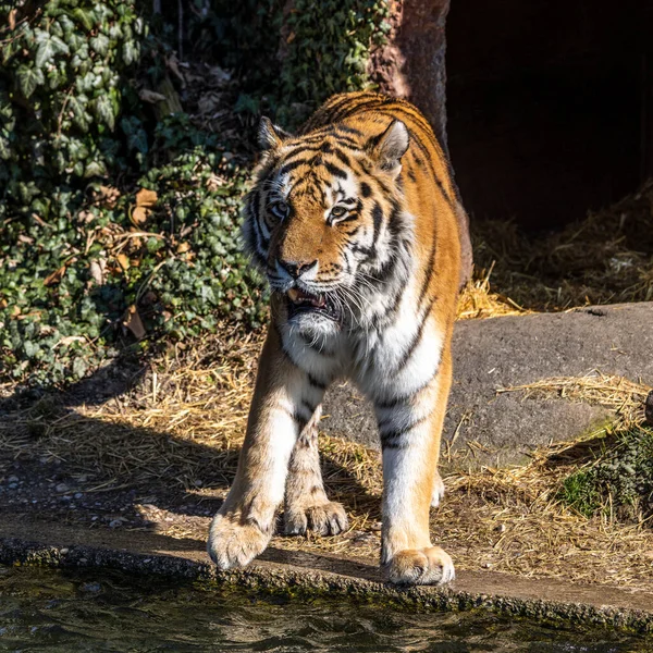 Siberian Tiger Panthera Tigris Altaica Biggest Cat World — Stock Photo, Image