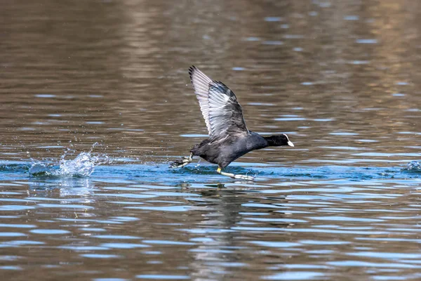 欧亚鳕鱼 Eurasian Coot Fulica Atra 也被称为普通鳕鱼 或澳大利亚鳕鱼 是一种鸟类 Rallidae 牠们分布于欧洲 — 图库照片