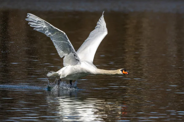 Dilsiz Kuğu Dilsiz Kuğu Anatidae Familyasından Bir Kuğu Türüdür Burada — Stok fotoğraf