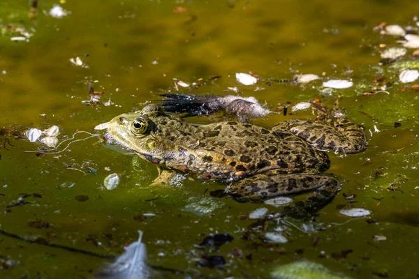 常见的青蛙 Rana Temporaria 单头爬行动物在水中的叫声 也被称为欧洲常见的青蛙或欧洲的草蛙 是一种半水栖两栖动物 属于Ranidae科 — 图库照片