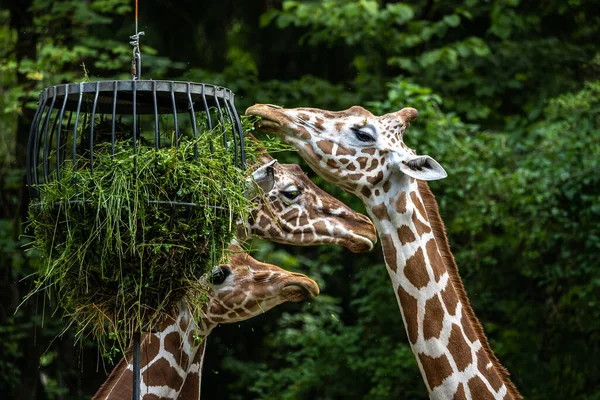 Die Giraffe Giraffa Camelopardalis Ist Ein Afrikanisches Huftier Das Größte — Stockfoto