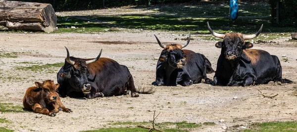 Bovino Heck Bos Primigenius Taurus Afirmó Parecerse Los Auroquios Extintos —  Fotos de Stock