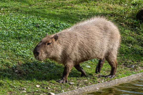 Capybara Hydrochoerus Hydrochaeris Güney Amerika Yaşayan Bir Memelidir Dünyada Yaşayan — Stok fotoğraf