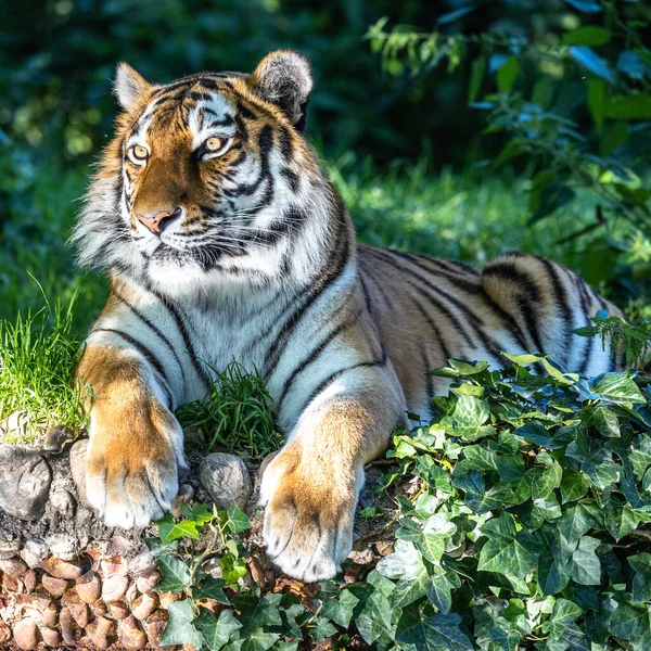 Сибирский Тигр Panthera Altaica Самая Большая Кошка Мире — стоковое фото