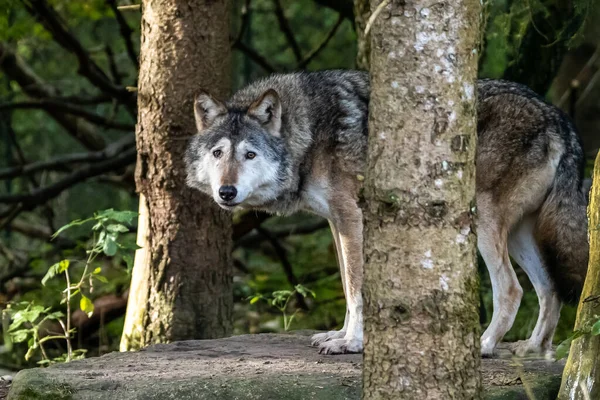 Lobo Canis Lupus También Conocido Como Lobo Gris Lobo Madera — Foto de Stock